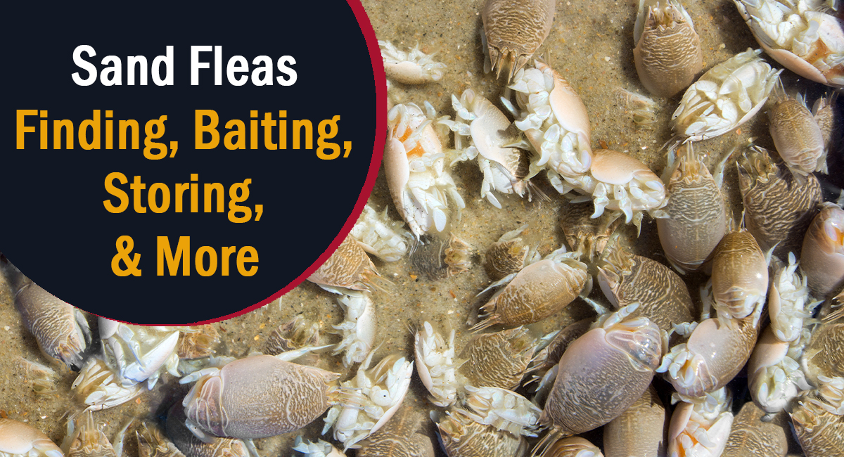 Sand fleas rake fishing bait storage